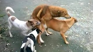 Pron With Animals 3gp Download - Dog On Dog Mating