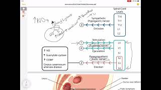 Erection and Ejaculation