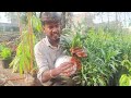 🔴🌱 இவ்வளவு எளிமையா song of india plant propagation method ❤️🌱