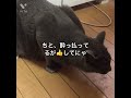 梅男、マタタビに酔う