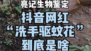 抖音热传视频 洗手驱蚊花 是什么？