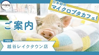 【 越谷レイクタウン店のご紹介 】マイクロ ブタ カフェ- mipig cafe -【 かわいい 動物 カフェ 】