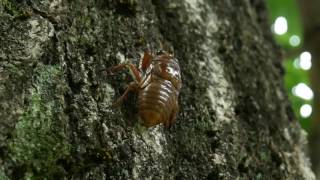 木を登るセミの幼虫