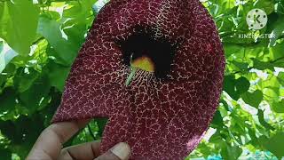 How to grow Aristolochia grandiflora vine !How to propagate duck vine