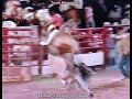 Touro Maracutaia da Cia de Rodeio do Paulo Emílio #rodeio #rodeo #buckingbulls