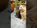 おやつはふたりで。 shorts cat 猫