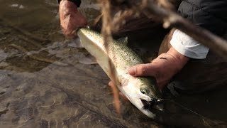 Late Spring Steelhead fly fishing in Southern Ontario