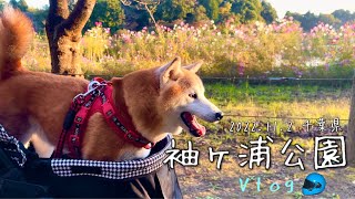 【Vlog】柴犬のお散歩 袖ヶ浦公園 2022.11.2