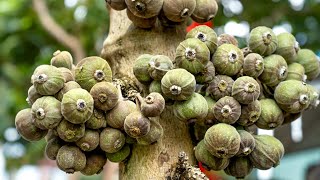 Cluster Fig Fresh Fruits Harvesting 🍑 | Cluster Fig Farming Season #clusterfig @MR.Gardens