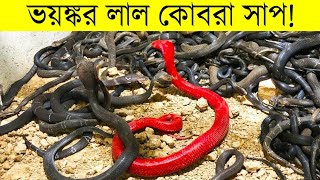 Red snake লাল কোবরা কোটিতে তেও খুব কম দেখা যায় || লাল কোবরা দেখতে কপাল লাগে