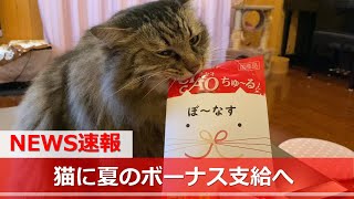 【猫ニュース】猫に夏のボーナス支給へ