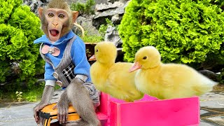 Baby Monkey Bim Bim Drive the ducklings to the farm and take care of the ducklings