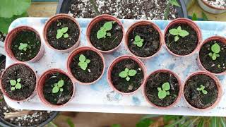 Growing Paulownia From Seed