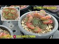 2월10일❤️스위트다육 판매영상❤️ 다육식물 다육판매 다육식물키우기 다육택배 다육영상 꽃 succulents たにくしょくぶつ