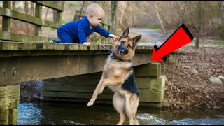 Baby Found a Helpless German Shepherd on the Bridge - What Baby did Next Left Everyone in Tears !