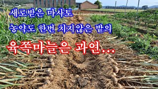 새로받은 마사토에 심은 육쪽마늘은 과연