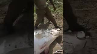 Tangkapan mancing siakap terbesar abad ini.. Anggaran mungkin 200kg.. Biggest barramundi ever