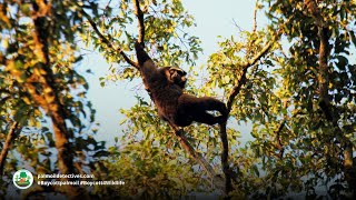 Agile Gibbon Hylobates agilis -  Asia