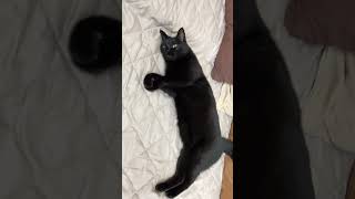 おいで😸ごろん😊グーパーblack-cat黒猫バロン