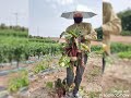 pinay farmers ng South korea 🇰🇷