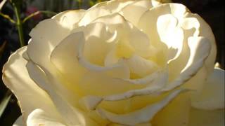 Mike Rowland,.." Titania ",..Rose ( 'Rosa Memorie' ),..Ice Cream.