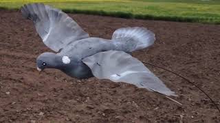 Dove pigeons. Dove hunting