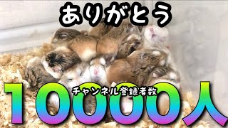 【㊗️10000人】チャンネル登録者数一万人突破！