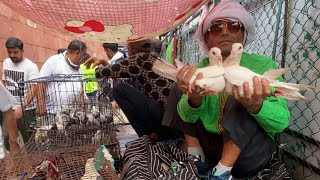 Delhi Jama Masjid bird market 18/AUG/24 by Aaliyar