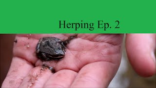 Herping Ep. 2: Chorus Frog and Marbled Salamanders