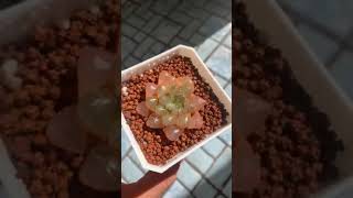 彩灯玉露 多肉植物 succulents