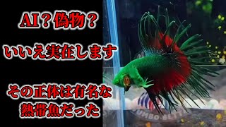 緑の作り物のような魚 実はAIではなく有名な観賞魚の品種改良種だった！？