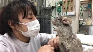 ②チンチラの楓ちゃんの栄養補助、投薬