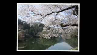 鎌北湖（乙女の湖）の桜２０１５年：埼玉県入間郡毛呂山町鎌北湖