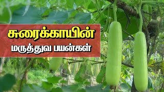 சுரைக்காய் சாப்பிடுவதால் உண்டாகும் நன்மைகள்| Pranavam TV