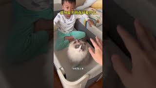 我家猫看到我打孩子它反应好真实，这不会把娃放成小猫崽了吧 #猫和孩子 #萌娃和萌宠 #人类幼崽