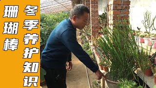 Are coral rod succulents poisonous? How to raise coral rods! Old farmers teach you how to breedf