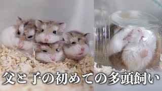 【ロボロフスキーハムスター多頭飼いの方法】親子なのに初対面！