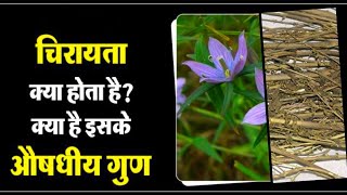 Blood Purifier | Health Benefits Of Green Chirayta | Detox Your Body In 5 Days