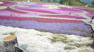 茶臼山の芝桜