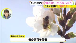 今後1-2週間程で満開に…岐阜で桜が開花 統計開始以来最も早く 名古屋地方気象台の標本木も“あと少し”