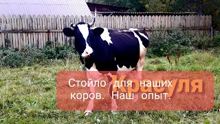 Стойла  для  наших  коров! Как сделаны   стойла для  наших коров. Наш опыт в содержании коров.