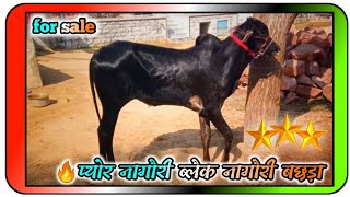 black Nagori bachda.nagori ox . nagori bell.nagori Bell Mela 2021.#ox #oxracepunjab #nagoribell