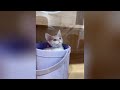 🤣🤣Cute and funny moments between cats, dogs and people 🤩The funniest dogs and cats🐱🐶