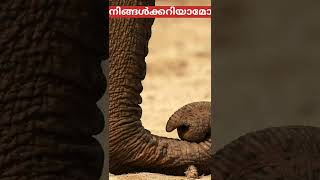 ആനയുടെ തുമ്പിക്കൈ🐘special about elephant trunks #shorts #infowin