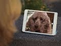 Pet Tech: Playing With Your Pets Remotely