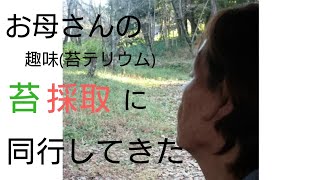 お母さんの苔採取に同行してきた❗