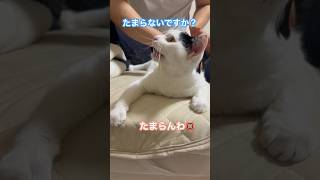 仕事終わりにマッサージさせられるも、何故か愛猫にキレられる飼い主www #保護猫 #猫動画 #cats #猫 #ねこ #shrots #catshorts #猫のいる暮らし #ねこのいる生活 #ねこ部