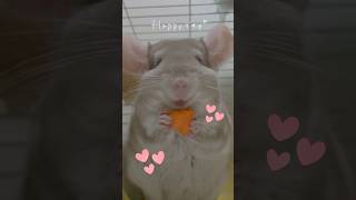 【チンチラ】ちゃんと自分で持って食べるもんね〜💪#animal #chinchilla #shorts #pets #cute #exoticanimal #チンチラ #かわいい #動物 #可愛い