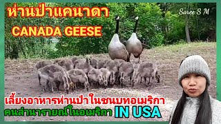 #เมียฝรั่งชนบทอเมริกาUSA.EP17#คนลำนารายณ์ #เลี้ยงห่านป่าCANADAตามธรรมชาติ#คนลำนารายณ์