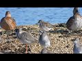 wood sandpiper 4k